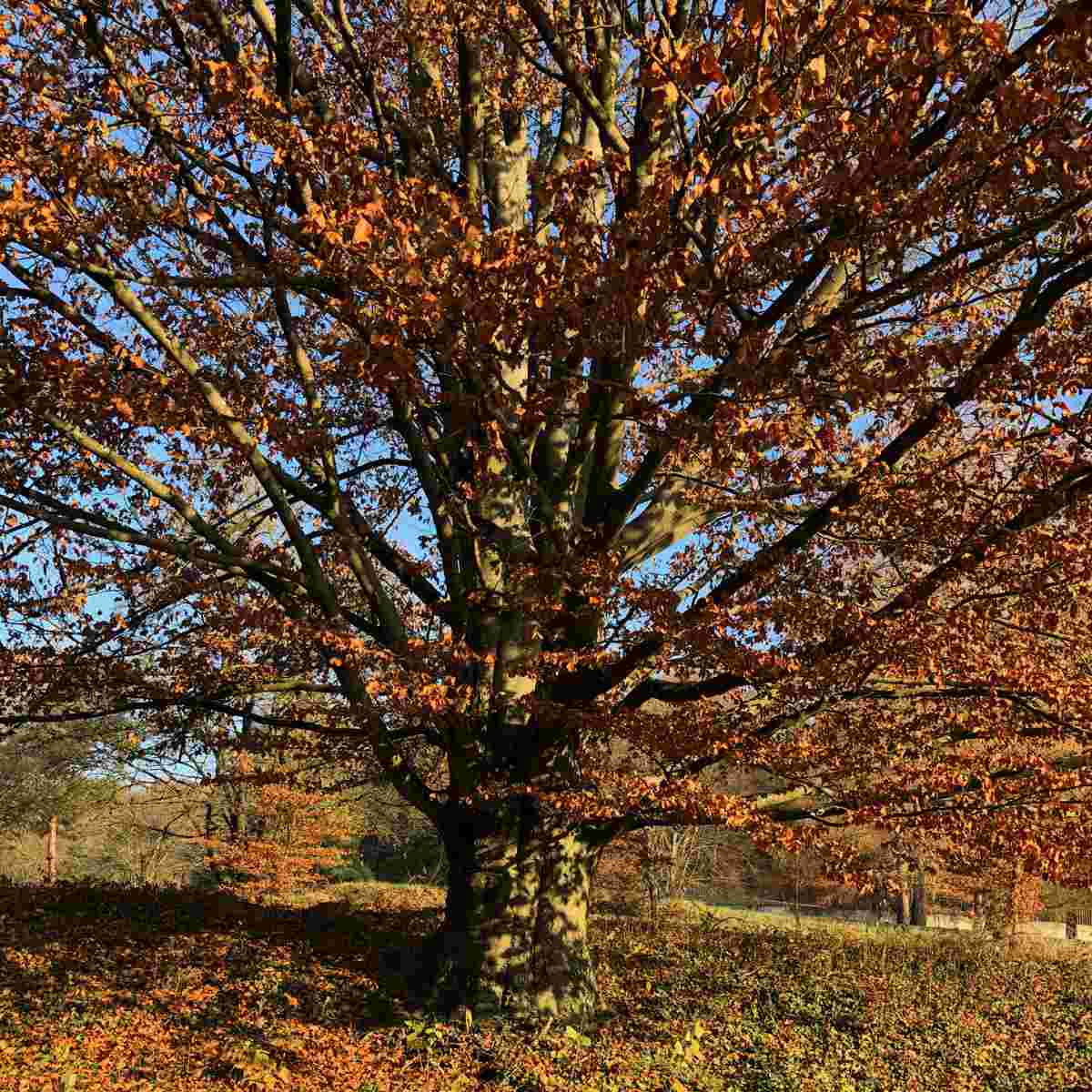 grosser Baum Baumgrab
